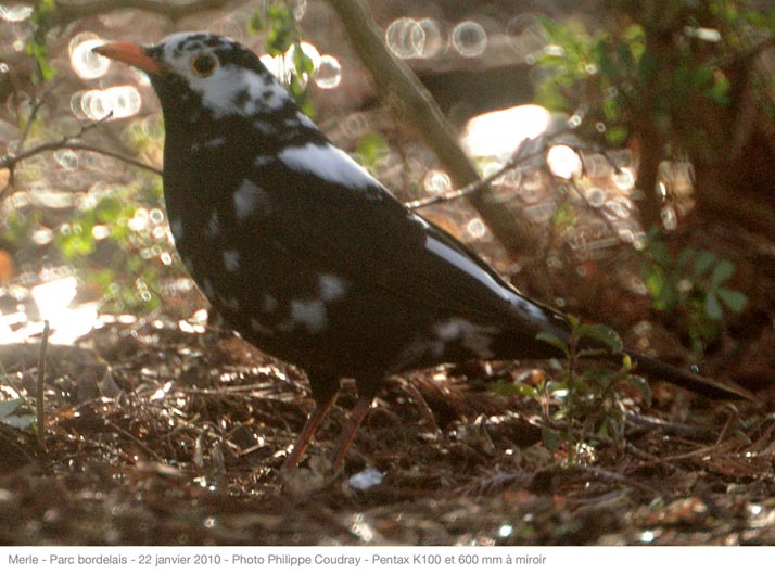 Merle albinos blackird