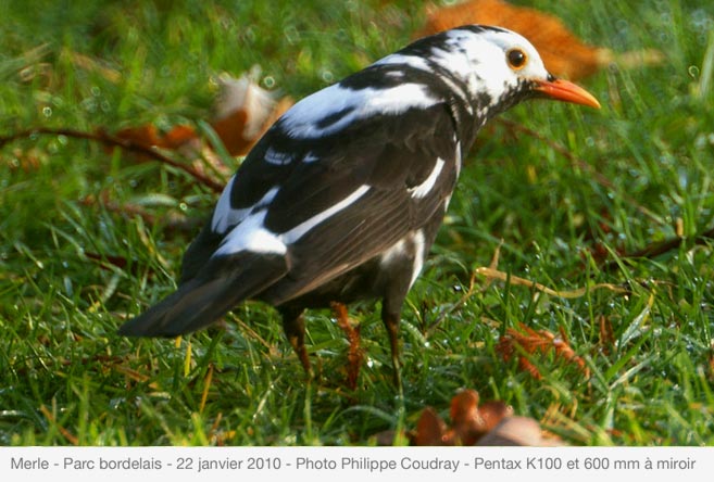 Merle albinos blackbird