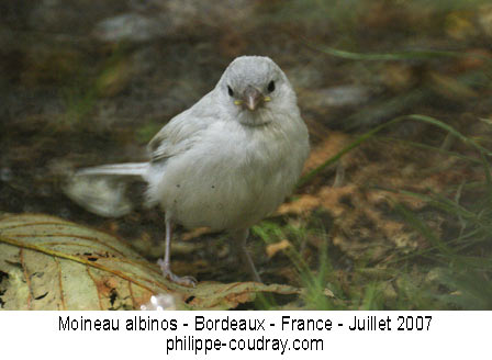 Moineau albinos