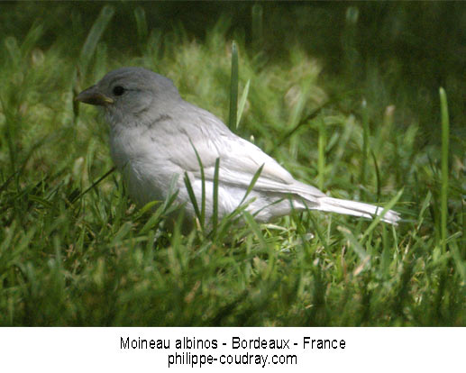 Moineau albinos