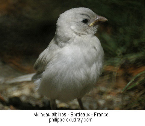 Moineau albinos