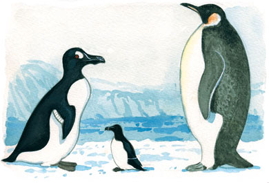 Pingouins et manchots