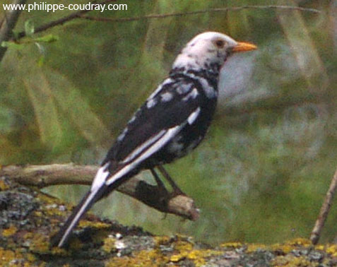 merle albinos