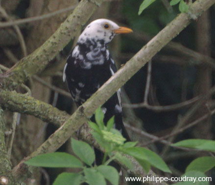 merle albinos