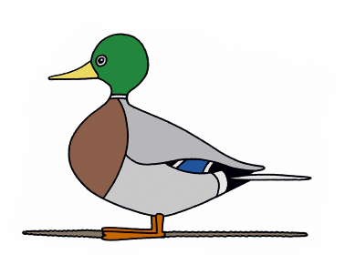 Canard