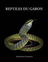 Reptiles gabon