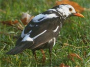 Merle albinos blackbird