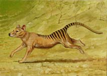 thylacine