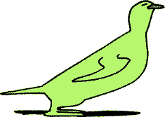 Oiseau vert