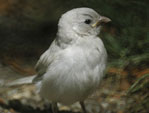 Moineau albinos